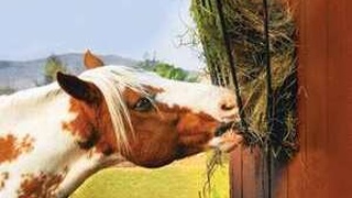 Manger in the stall фото